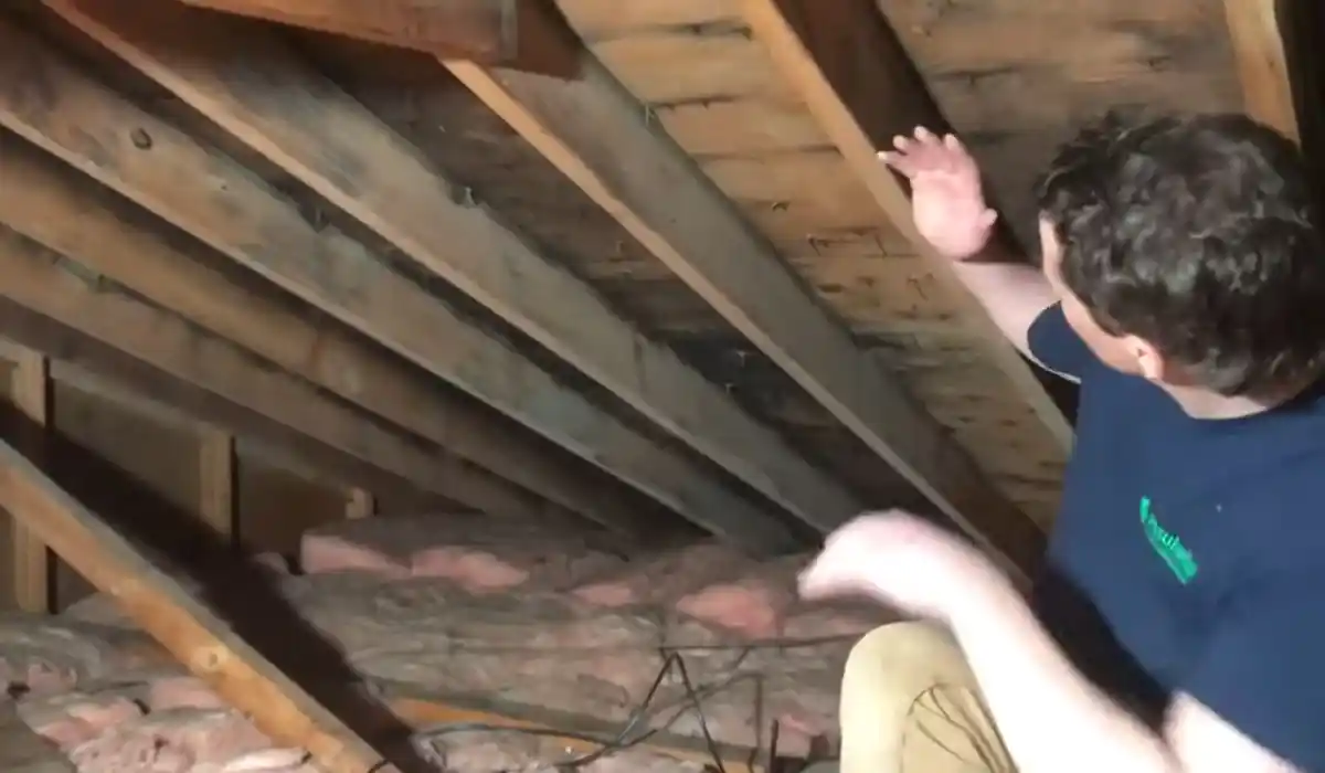 Technician inspecting attic rafters and insulation for mold and moisture