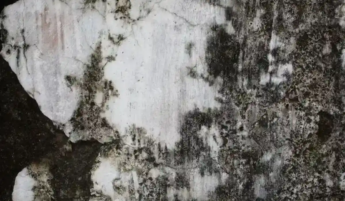 Close-up of black mold growth on an interior wall surface